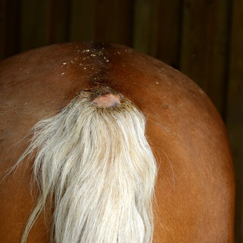 open-geschuurde-staartwortel