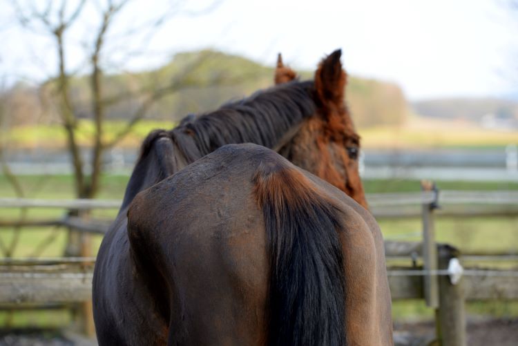 Spieratrofie als gevolg van PPID