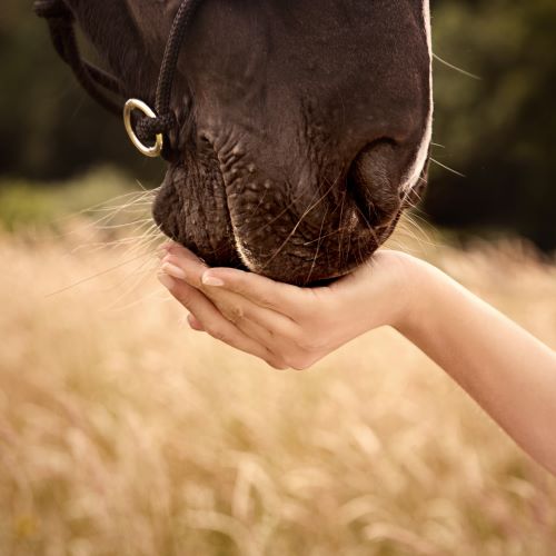 vertrouwen-van-het-paard