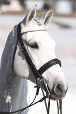 hoge-neusriem hoge-neusriem