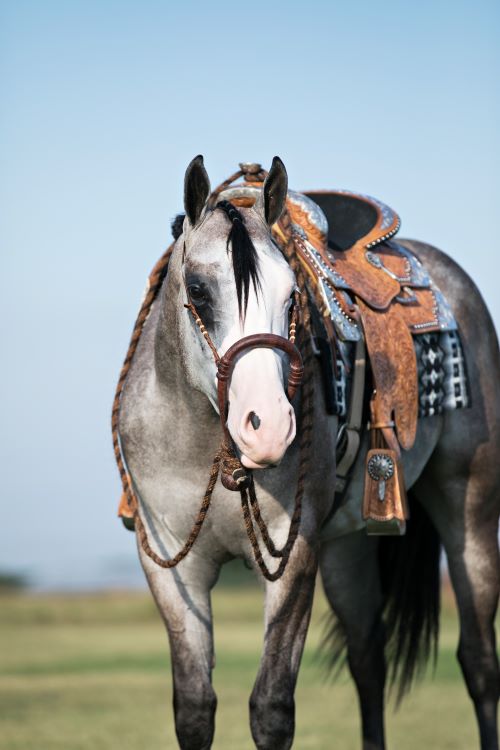 quarter-horse quarter-horse