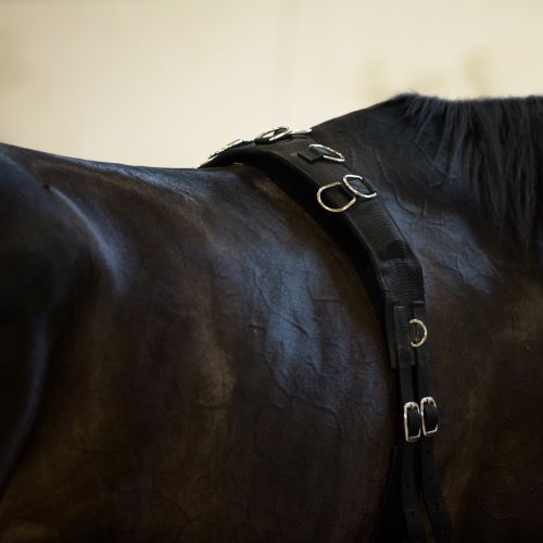 Longeersingel met ringen voor het bevestigen van je hulpteugel