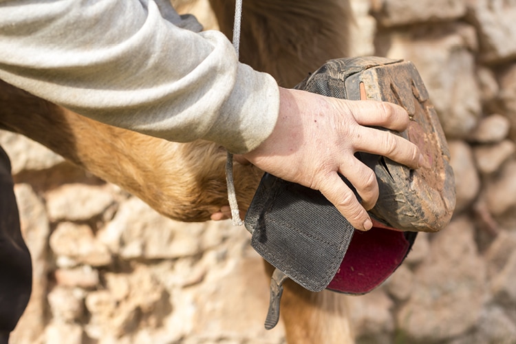 hoe-doe-ik-een-hoefschoen-aan hoe-doe-ik-een-hoefschoen-aan